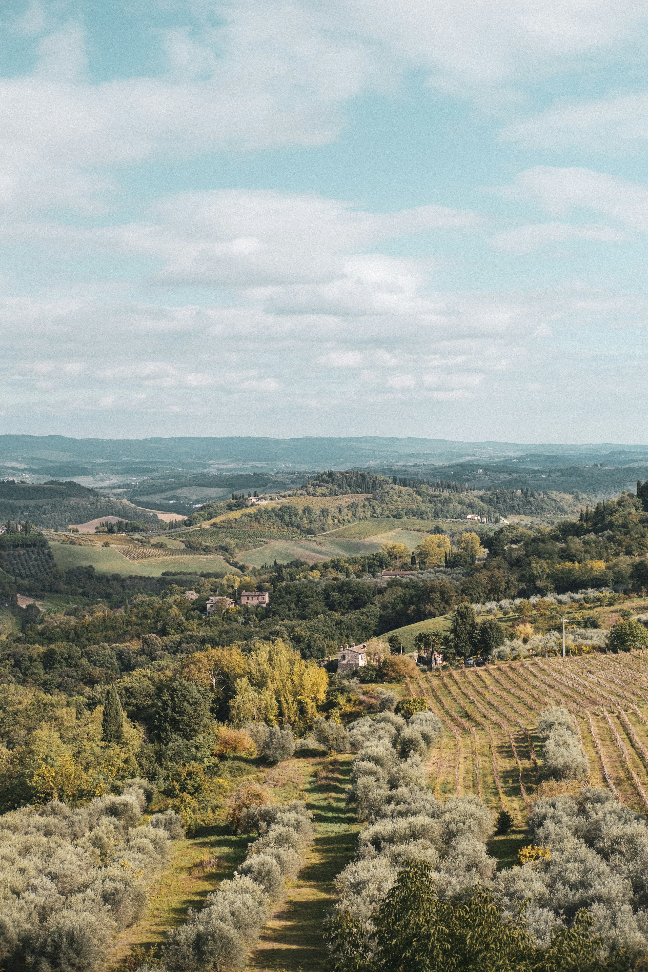 Rolling Tuscan hills, vineyards and olive groves near San Gimignano.